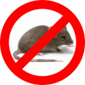 От мышей, крыс