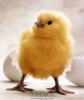 image-category-9