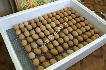 Решетка для перепелиных яиц на 143 яйца (ИБ2НБ)