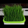 Проращиватель семян, зелени, гидропоники - аэросад "Здоровья клад"