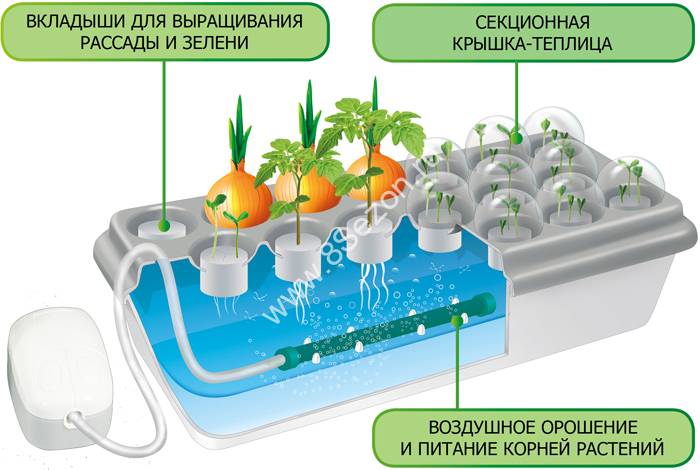 Выращивание в гидропонике из семян в нижегородской области растет конопля